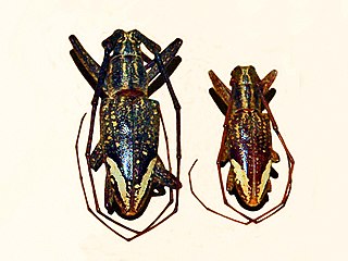 <i>Pelargoderus rubropunctatus</i> Species of beetle