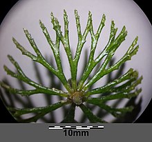 The leaves are forked only twice in rigid hornwort. Ceratophyllum demersum s. str. sl3.jpg