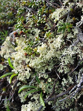 Kourulumijäkälä (Flavocetraria cucullata)