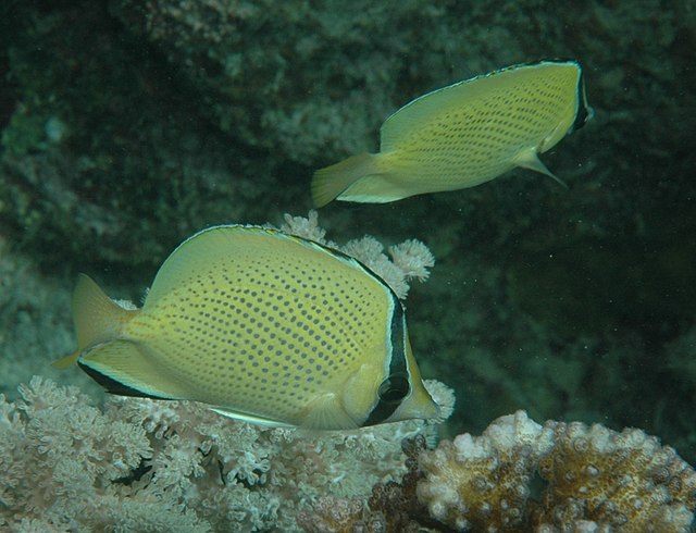 Description de l'image Chaetodon_citrinellus.jpg.