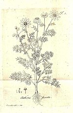 Thumbnail for Chamaemelum fuscatum