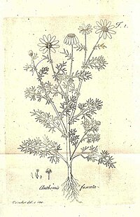 A drawing of the flowering plant Chamaemelum fuscatum