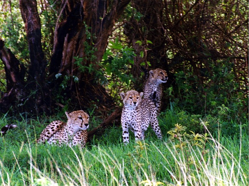File:Cheetah and cubs.jpg