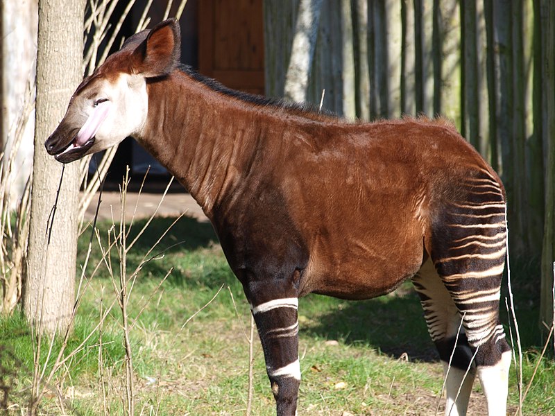 File:Chester Zoo (8883113763).jpg