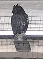 Carved wooden owl above Platform 4 at Chester Railway station