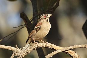 Kuvaus kastanjatuella Sparrow-Weaver, Sakania, Kongon demokraattisen tasavallan kuvasta (7669958414) .jpg.