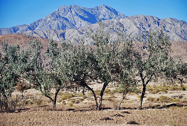 Image: Chiltan Mountain