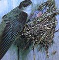 Chimney swift ChimneySwift23.jpg