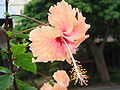 Chinesehibiscus02.jpg