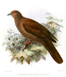 ChloraenasSubvinaceaKeulemans.jpg