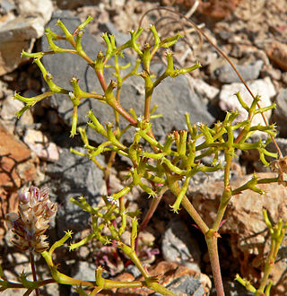 <i>Chorizanthe brevicornu</i> Species of flowering plant