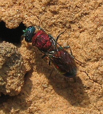 Chrysidoidea