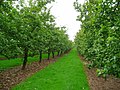 Cider orchards near Wilson 2 - geograph.org.uk - 976293.jpg