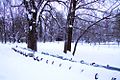 Grădina Cișmigiu iarna, 2008
