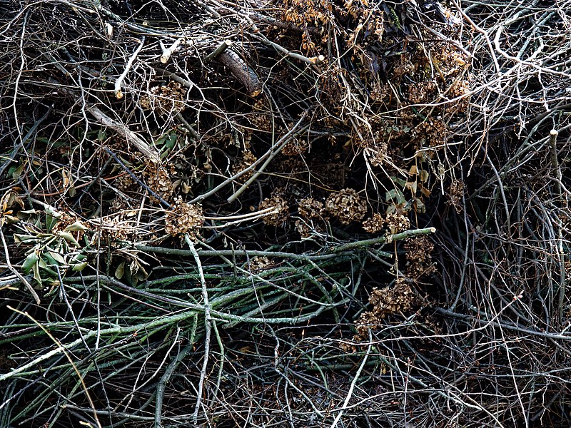 File:City of London Cemetery graveyard wood detritus 1.jpg