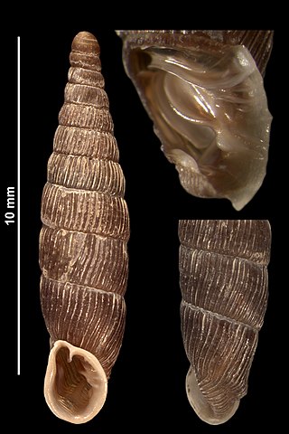 <i>Clausilia cruciata</i> Species of gastropod
