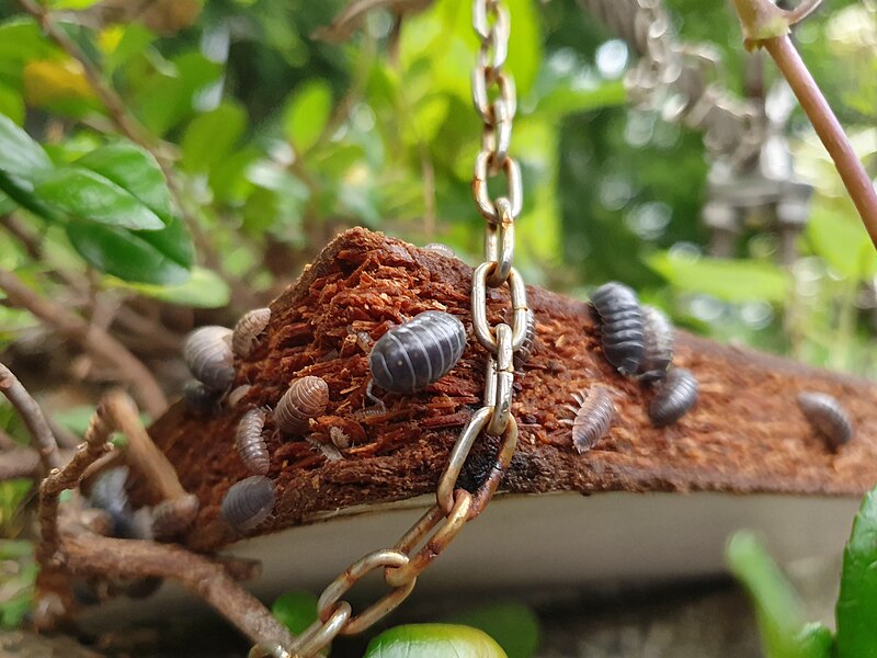 una colonia de un bichos bolita oniscídeos sobre madera podrida y cadenas