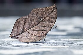 Orange Oakleaf