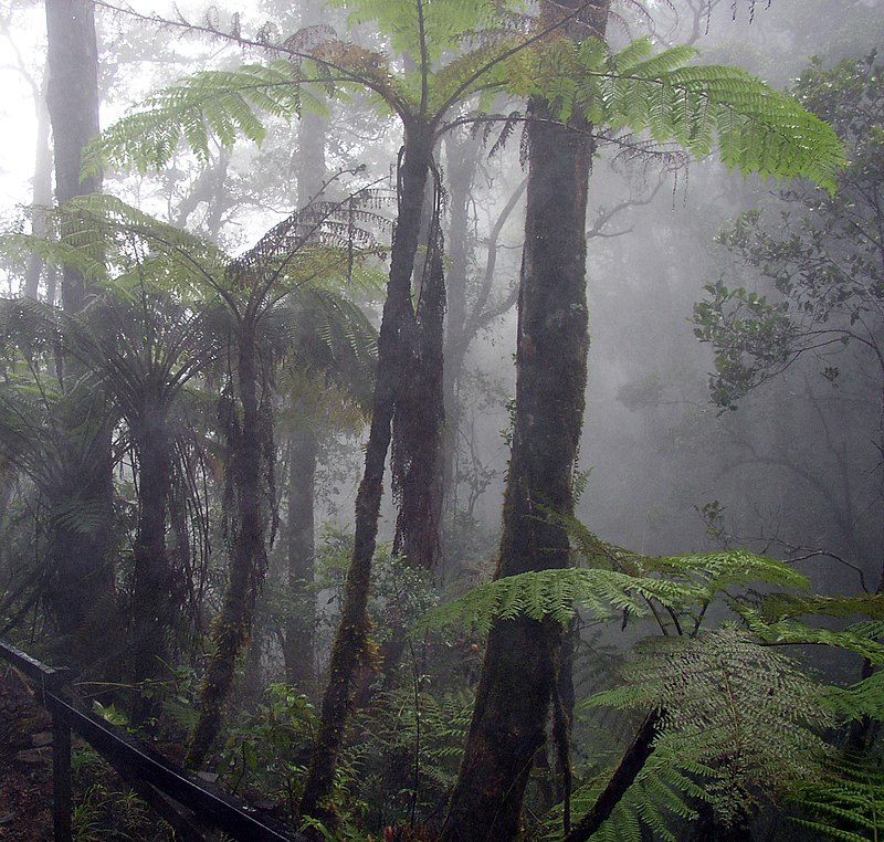 a rainy foggy jungle, river with low hanging plants