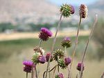 Clump of thistles.jpg