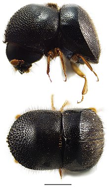 Cnestus mutilatus (10.3897-zookeys.768.24697) Şekil 6.jpg