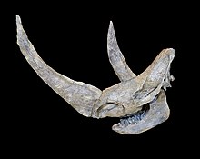 Woolly rhinoceros skull Coelodonta antiquitatis Crane.jpg