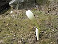 Colchicum speciosum 'Album' opening