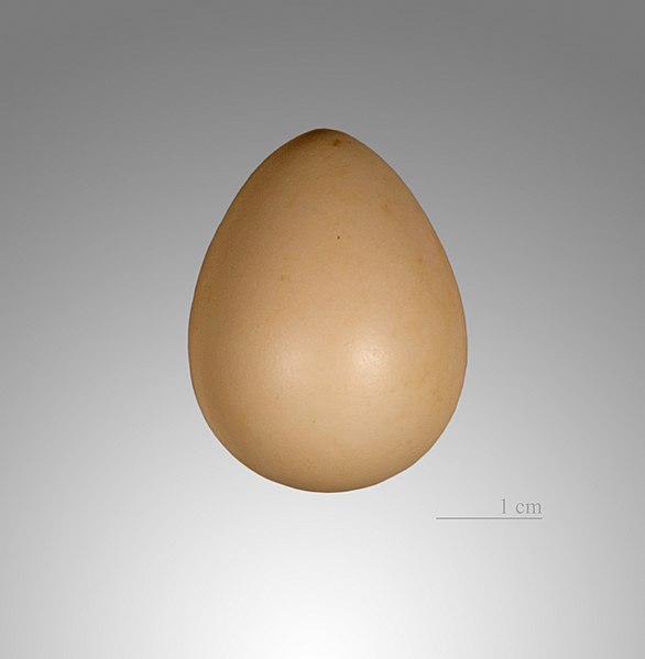 File:Colin des montagnes MHNT.jpg