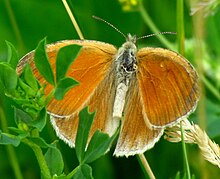 Ontario shtatidagi Ottava shahridagi oddiy ringlet (Coenonympha tullia inornata).