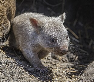 В Австралии родился вомбат с редкой генетической мутацией (4 фото)