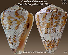 Description de l'image Conus cedonulli dominicanus 1.jpg.