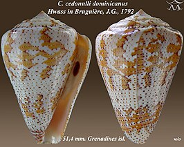 Conus cedonulli dominicanus