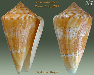<i>Conus lemniscatus</i> species of mollusc