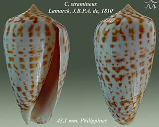 <i>Conus stramineus</i> Species of sea snail