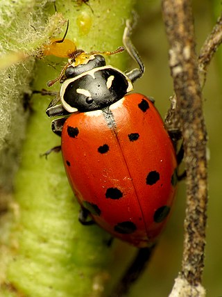 <i>Hippodamia convergens</i> Species of beetle