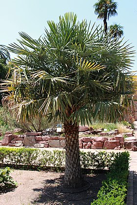 Copernicia alba Jardín botánico de Valencia 01.JPG