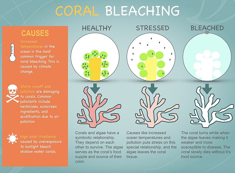 File:Coral Bleaching.jpg