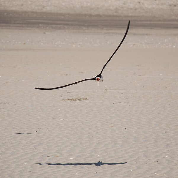 File:Core Banks - Black Skimmer - 05.JPG