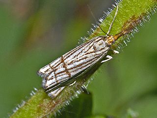 <i>Chrysocrambus linetella</i> Species of moth
