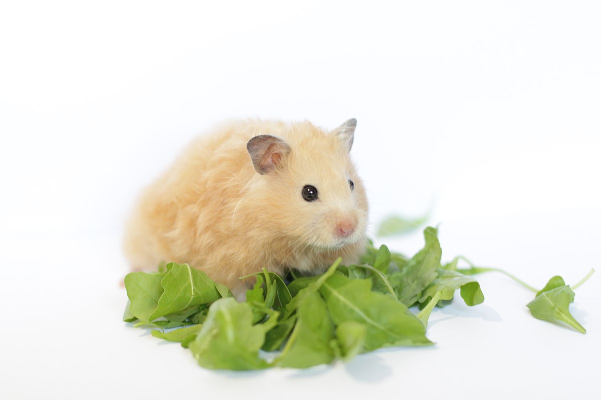 Un Hamster Sisrien Aux Cheveux Longs Mange Une Fleur De Coton Sur Fond Rose  Image stock - Image du nature, longhair: 241513955