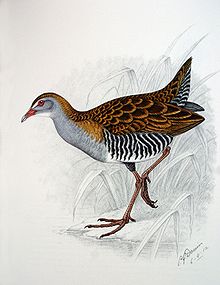 brown bird with grey head, striped flanks and red legs, facing left