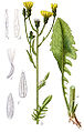 Streepzaad (Crepis)