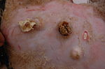 Thumbnail for Caseous lymphadenitis
