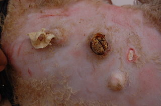 <span class="mw-page-title-main">Caseous lymphadenitis</span> Medical condition