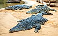 * Nomination Crocodiles at Cologne Zoo --Ermell 07:17, 27 April 2021 (UTC) * Promotion  Support Good quality. --Berrely 16:45, 27 April 2021 (UTC)