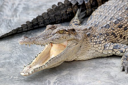 Saltwater crocodile (Crocodylus porosus) at Sundarbans South Wildlife Sanctuary