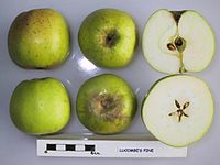 Cross section of Lucombe's Pine, National Fruit Collection (acc. 1948-005) .jpg