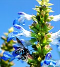 Miniatura para Salvia uliginosa