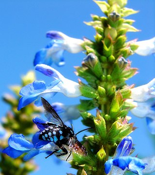 <i>Salvia uliginosa</i> Species of flowering plant