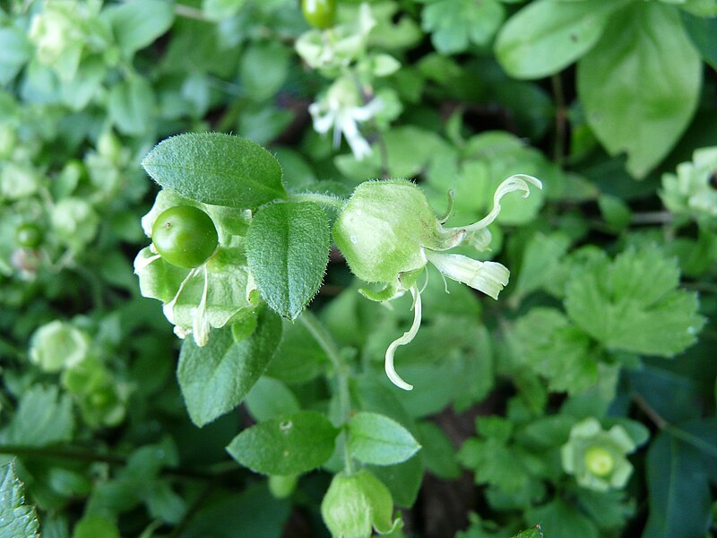 File:Cucubale à baies Périgueux (4).jpg